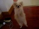 xie xie Sou li xie xie