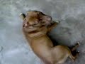 Pit Bull Bruck, o Lind�o de Esteio/ RS