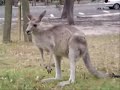 Animal carnival Kangaroo Aquarium Saint sans