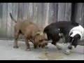 chistes de perros