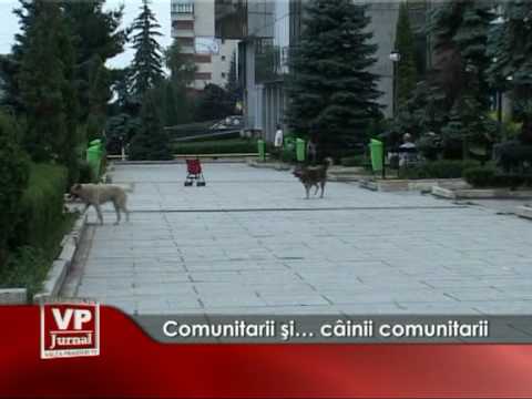 Comunitarii şi… câinii comunitari