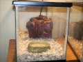 Happy Dragon Creations