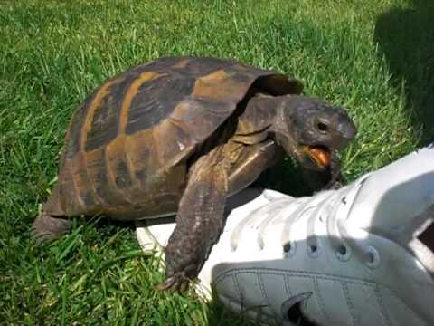 How to sex a baby box turtle