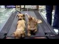 Cute Dogs (Americas Funniest Home Videos / AFV)