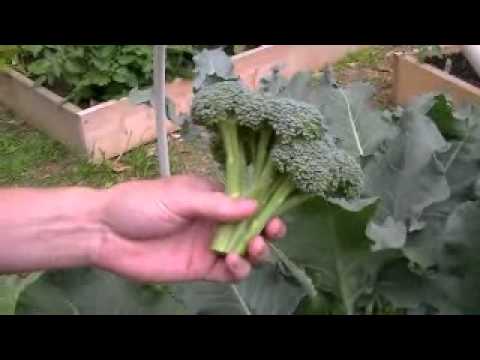 how to harvest broccoli