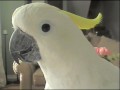 Cockatoo flies around the house