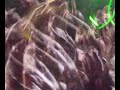 soir�e � l'indigo � collioure