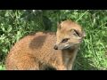 Blijdorp Vosmangoest HD... :: Blijdorp Vosmangoest HD 1080p