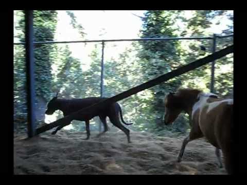 ponyplay