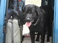 retour des chiens