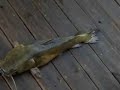Flathead 8 lb 4oz using bream Flathead 8 lb 4oz using bream