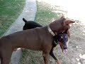 Dobers