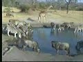 Wildebeest, Zebra & Giraffes - Nkorho 07/31/07