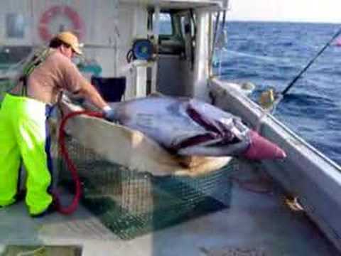 how to bleed bluefin tuna