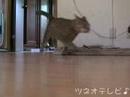 最速ツネオ（編集バージョン 