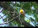 Baltimore Oriole  6-1-08 Icterus