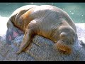 walrus watkins walrus watkins