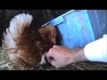 Broody Hen Warming Kittens