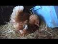Broody Hen Warming Kittens