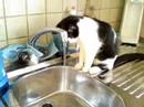 fripouille mon chat aquatique fripouille mon chat aquatique