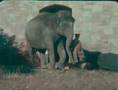 YouTube - Edinburgh Zoo (1926)