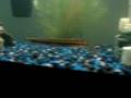 Peacock Eel (Spiney Eel)