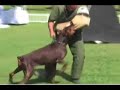 Apollo v. Aesculap - a dobermann of 8 years old in action Apollo v. Aesculap - a dobermann of 8 years old in action