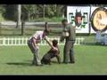 Apollo v. Aesculap - a dobermann of 8 years old in action