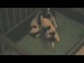 Pups darlette3.mpg