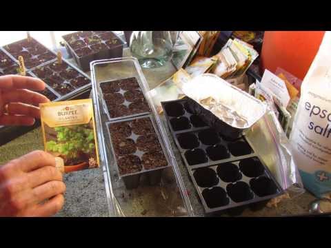 how to replant cilantro seeds