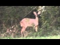 VEADO... NO MATO ESTATICO ME OLHANDO VIDEO V 1