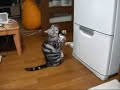 Cat begging for food