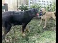 a day out for the woofs muvee