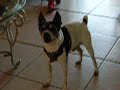 Dogbook Movie: Buddy on Thanksgiving 2009