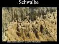 Schwalben Tiere Animals Natur SelMcKenzie Selzer-McKenzie