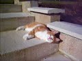 Tirou le chat et le soleil Tirou le chat et le soleil