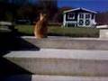 Tirou le chat et le soleil