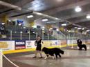 Newfie\ Newfie\