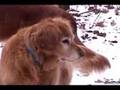 Golden Retrievers Adventure