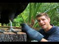 Meet the worlds biggest flying bird, the Andean Condor Meet the worlds biggest flying bird, the Andean Condor