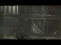 Turtle eating fish.m4v
