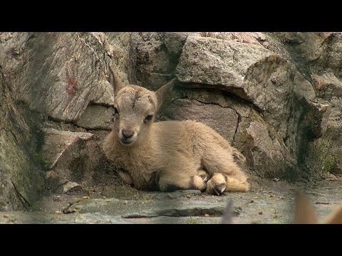 Frankfurt am Main: Zoo Frankfurt - Premiere im Frankfurter Zoo - Ture / Westkauksische Steinbcke