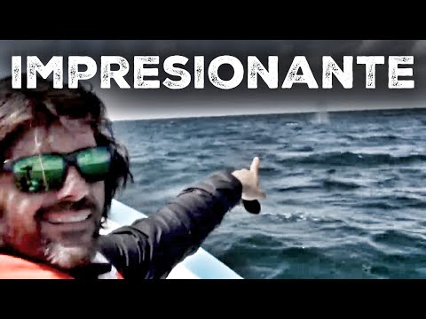 Junto a la ballena gris en México. Vlog #98