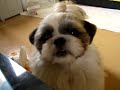 ?????shih tzu