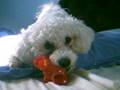 My Puppy Having A Fight With A Toy Duck