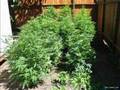 bb's outdoor grow 2006