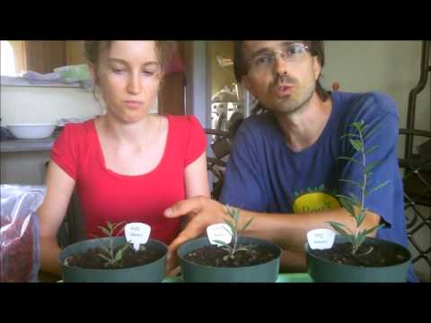 how to transplant goji berries