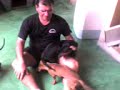 Destruindo o Papai parte 2 Destruindo o Papai parte 2
