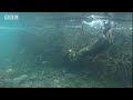 Beavers in the Snow - BBC Animals Beavers in the Snow - BBC Animals