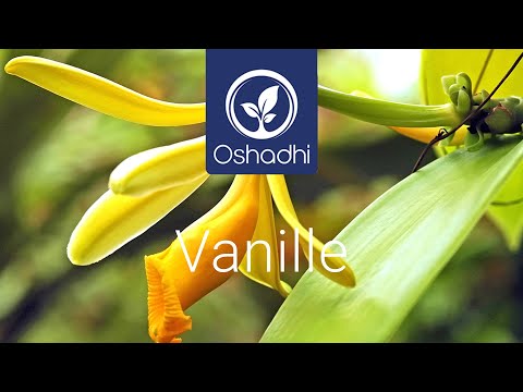 Vanille (Vanilla planifolia) | OSHADHI Pflanzenporträt ...